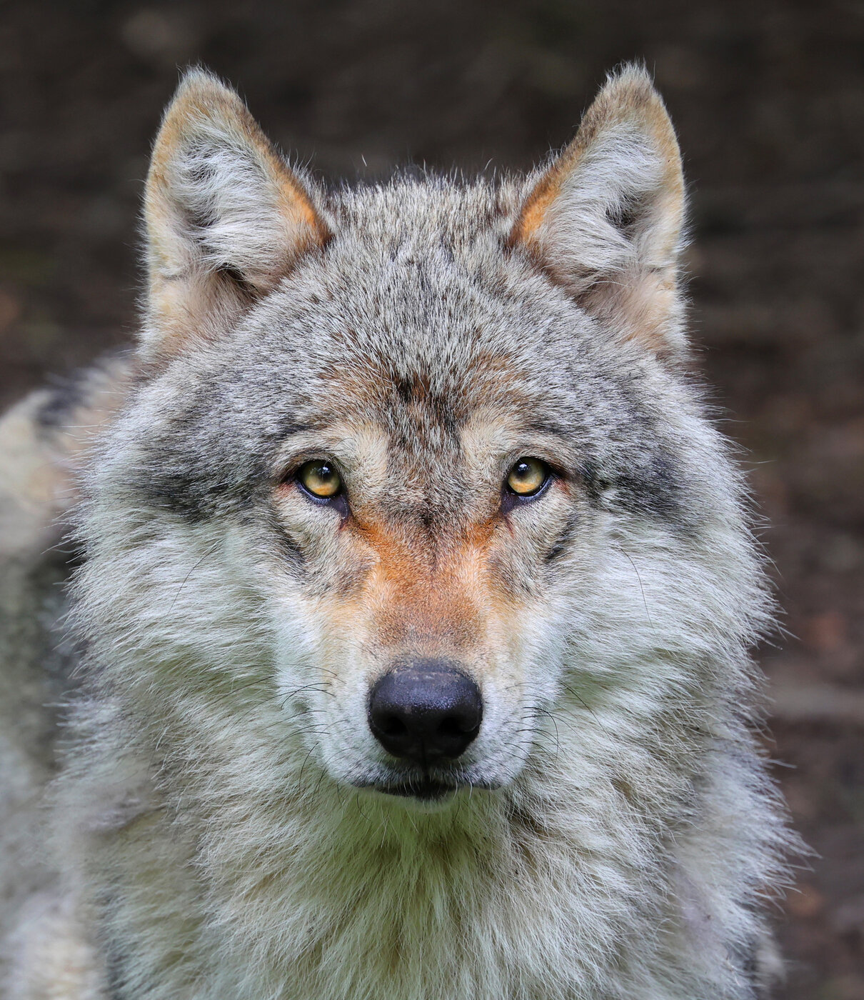 Fotografía de un lobo gris europeo